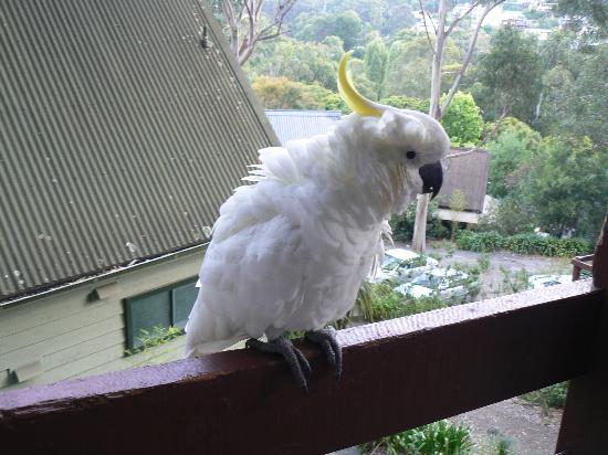 فنادق رخيصة وأماكن إقامة اقتصادية في لورن، أستراليا