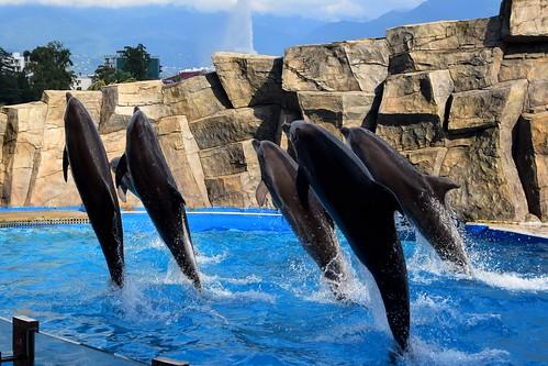 Batumi Dolphinarium