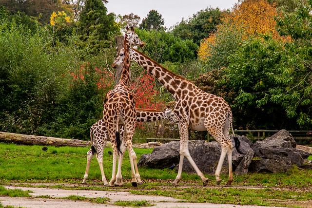 Chester Zoo