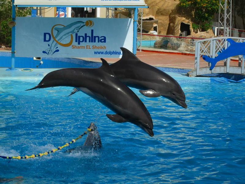 Dolphina Park