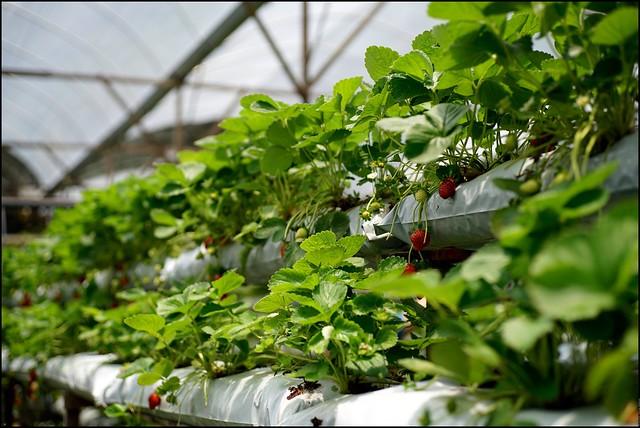 Genting Strawberry Leisure Farm