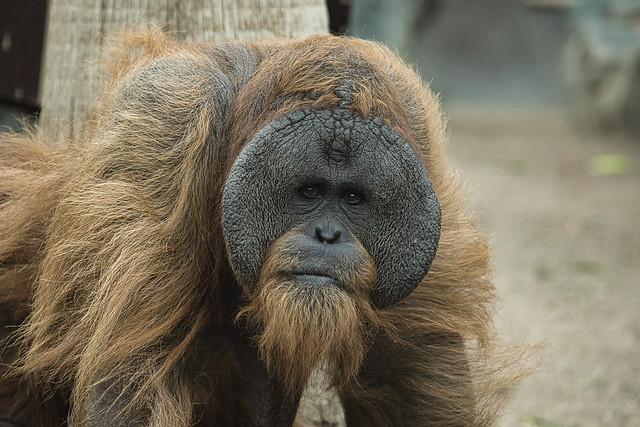 Hamburg Zoo