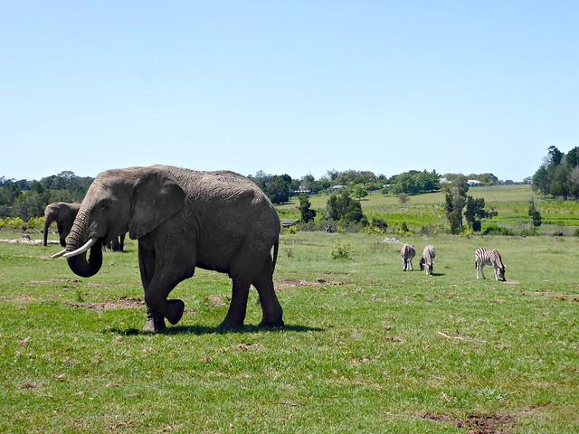 Knysna Elephant Park