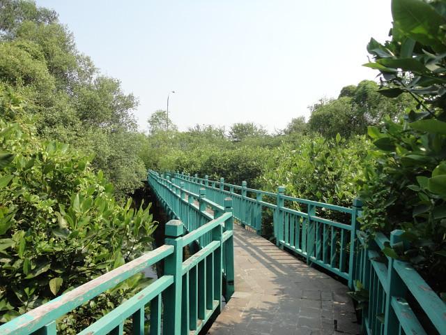 Mangrove Forest