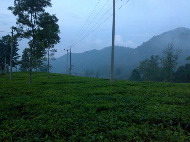 Tea Country, PTPN 8