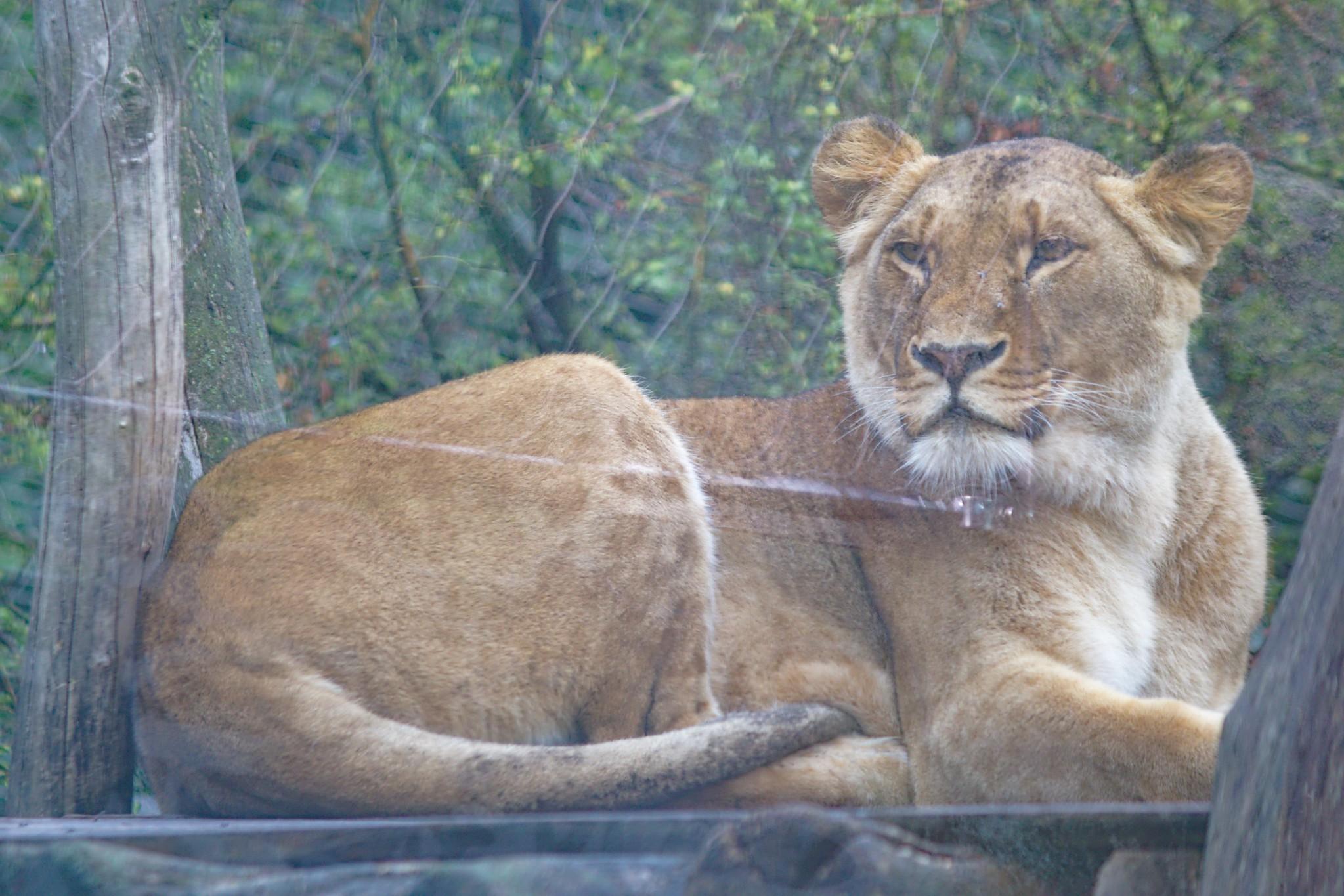 Tiergarten Schoenbrunn - Zoo Vienna